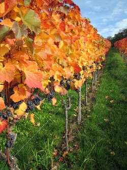 Weinberg- und Besenwanderung 2013