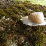 Weinbergschnecke Weinbergschnecke