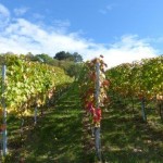 Weinbergwanderung Metzinger Hofsteige 15.10 (36)